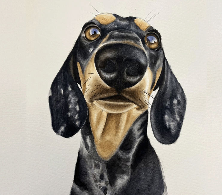 dachshund