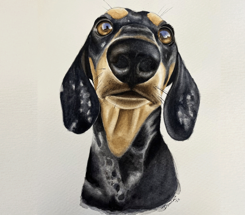 dachshund